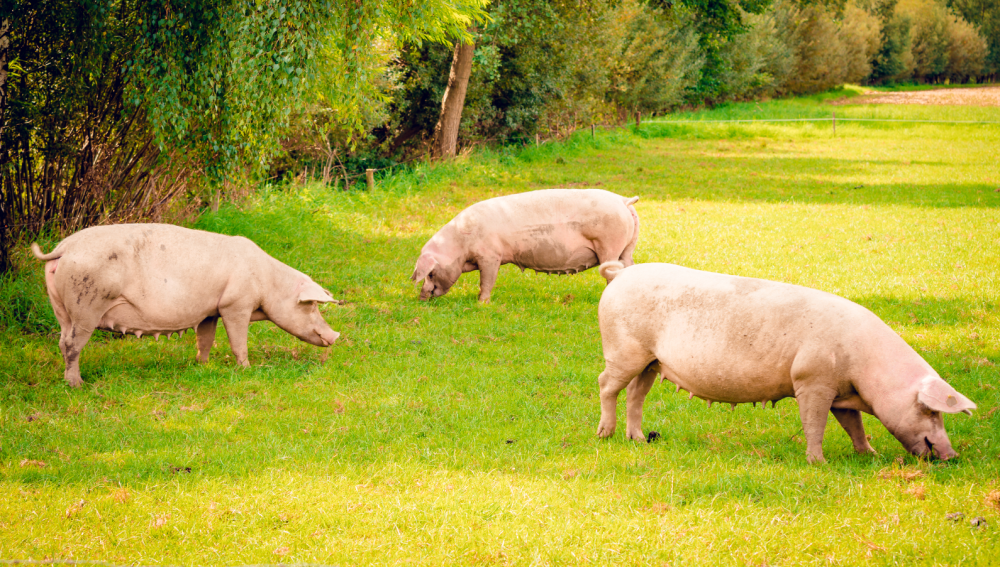 25-羟基维生素D₃——凯发K8生物革新技术创造性突破