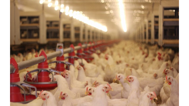 创新科技助推畜牧饲料业新开展，凯发K8生物利用合成生物技术赋能饲料添加剂25-羟基VD₃的生产